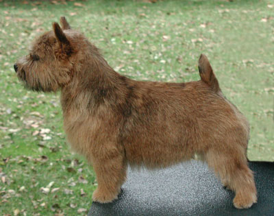 TERRIER DE NORWICH